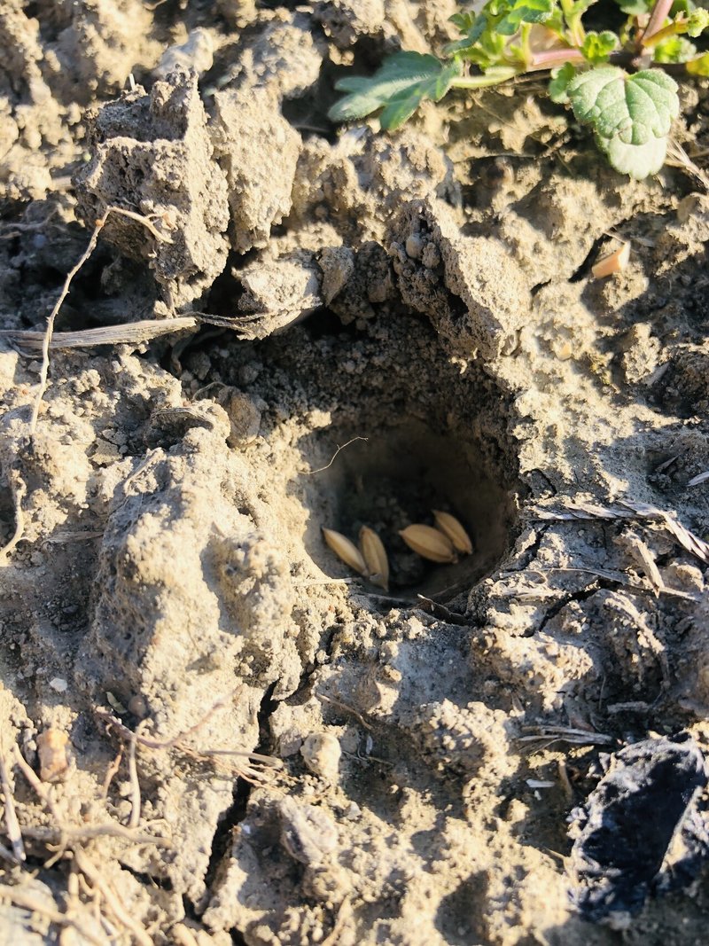 21 04 05 陸稲 農林1号 もち を直播き播種 すえなみかつひろ Note