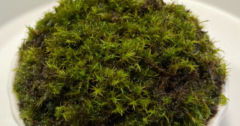 簡単 苔テラリウムを作ってみました Donguri Note