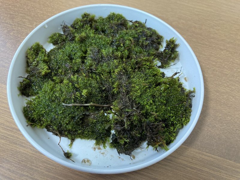 簡単 苔テラリウムを作ってみました Donguri Note