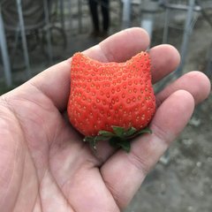 いちごはどこから来たのか いちご屋ニシデ Note いちごはどこから来たのか いちご屋ニシデ Note