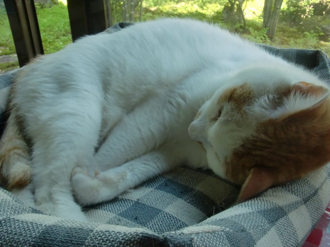 猫の平均寿命12歳だって聞いた 飼い猫の場合だけど 野良は3歳だって 悲しい この子 は12歳になったから 一日一日が特に大切に感じられる 寝込み襲ってモフモフ この瞬間をずうっと忘れない イライ 足袋猫 Note 猫の平均寿命12歳だって聞いた 飼い猫の場合だけど 野良は3歳だって 悲しい この子 は12歳になったから 一日一日が特に大切に感じられる 寝込み襲ってモフモフ この瞬間をずうっと忘れない イライ 足袋猫 Note