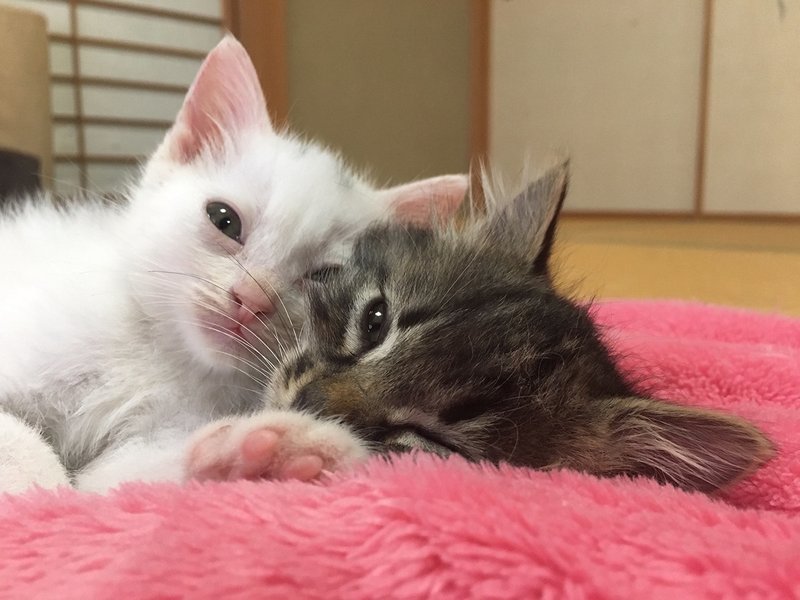 世界三大ずるい被写体のひとつである 猫 を見に ギリ埼玉 ほぼ群馬まで行ってきた Mr Portrait 青山裕企 写真家17才 Note 世界三大ずるい被写体のひとつである 猫 を見に ギリ埼玉 ほぼ群馬まで行ってきた Mr Portrait 青山裕企 写真家17才 Note