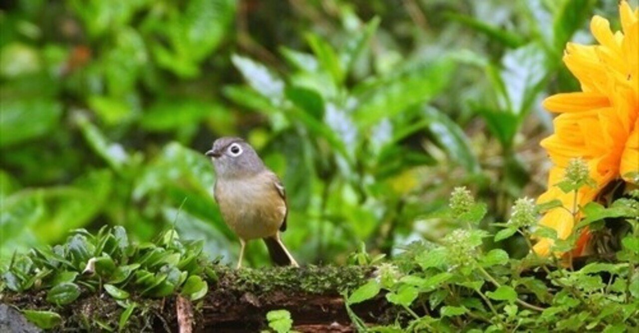 メジロチメドリ 台湾探鳥日記 片倉佳史 台湾特捜 Note