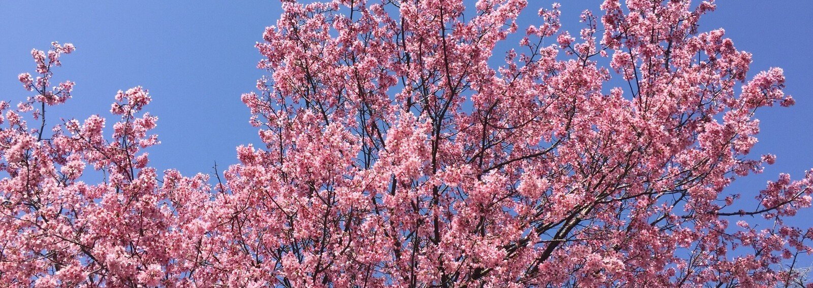 Breast Cancer 子宮筋腫 Thatismylife Note