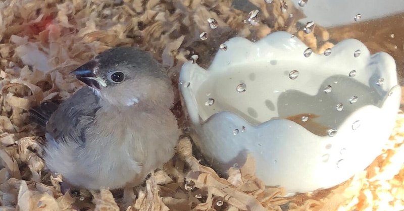 甘え鳴き の新着タグ記事一覧 Note つくる つながる とどける