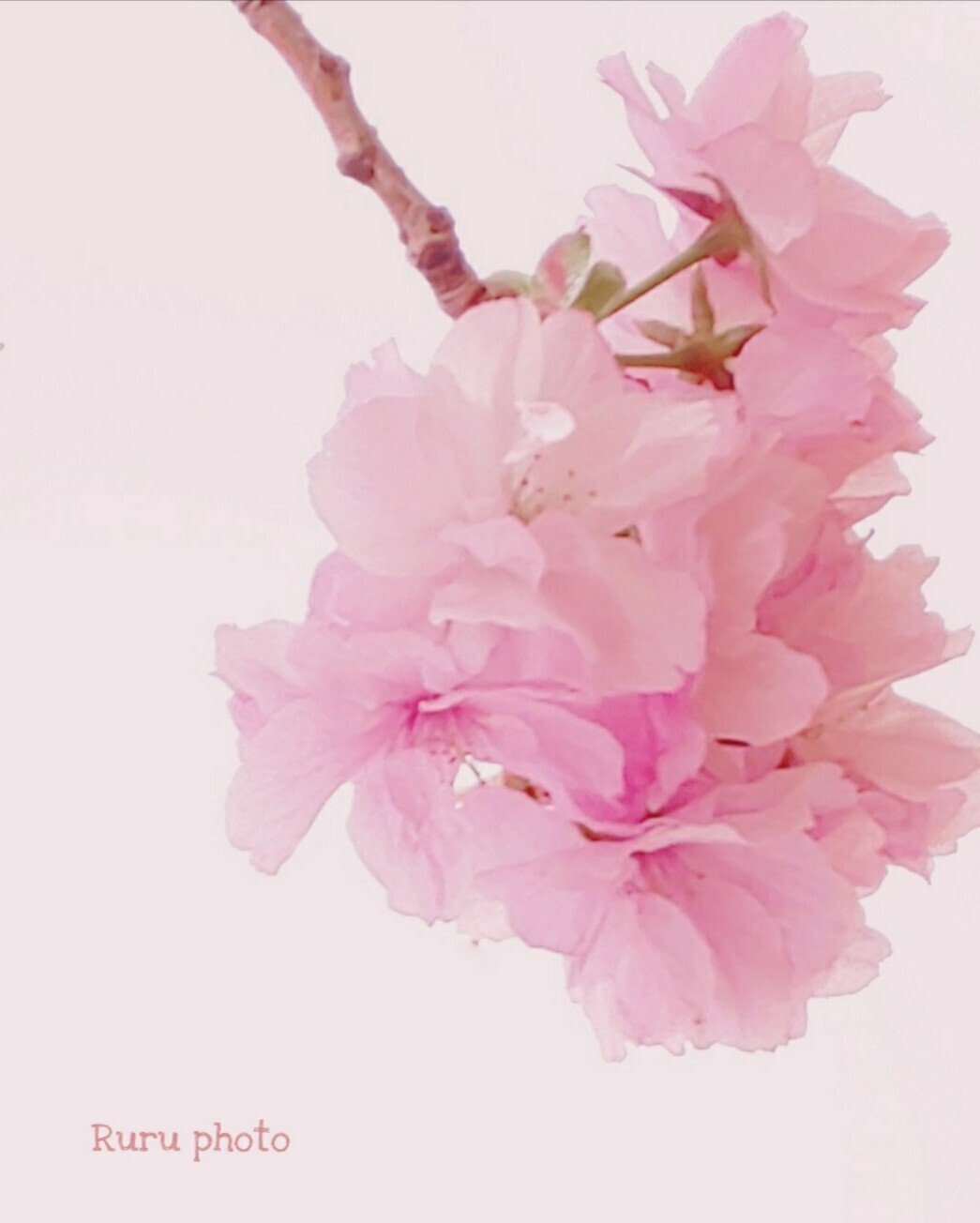 花時 ハナドキ ʚ ɞ ドキドキෆෆ るん 詩的な記憶 Note 花時 ハナドキ ʚ ɞ ドキドキෆෆ るん 詩的な記憶 Note