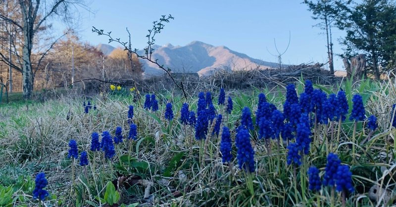 八ヶ岳南麓 移住生活 春の山野草 keihisa note