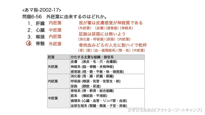 今日のプチ解剖 外胚葉に由来するのはどれ 黒澤一弘 Note