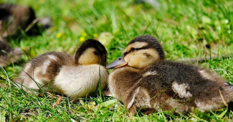 0歳の慣らし保育 2日目 泣いた スコーン Note