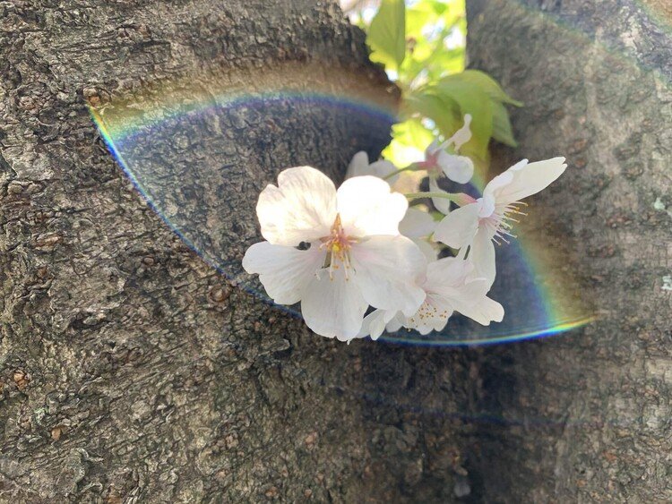 #写真 #一枚 #心に留まった風景 #毎日note #さくら #サクラ #桜 #虹 #レインボー #rainbow #心にとまる #noteのつづけ方 #iPhone #xr