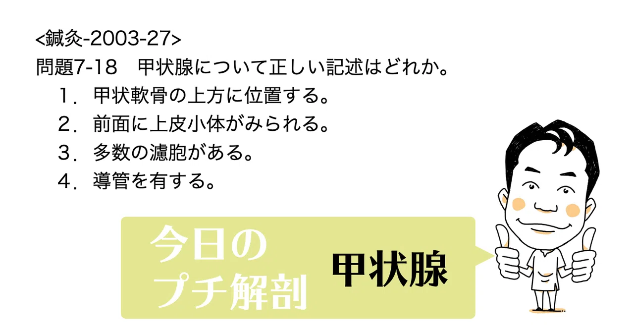 今日のプチ解剖 甲状腺について正しい記述はどれ 黒澤一弘 Note