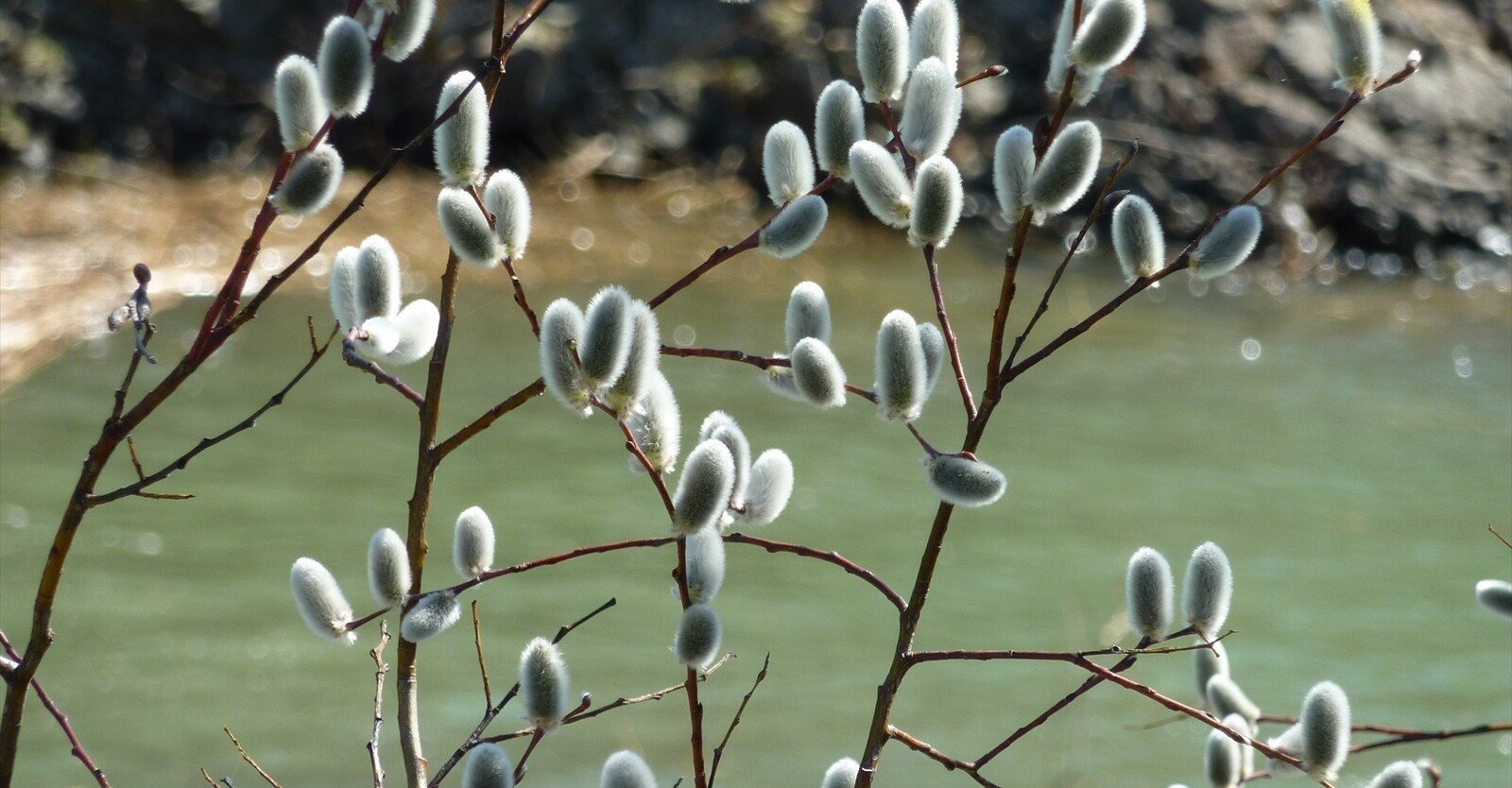 ネコヤナギ を庭に 植えては ならない おかし Note