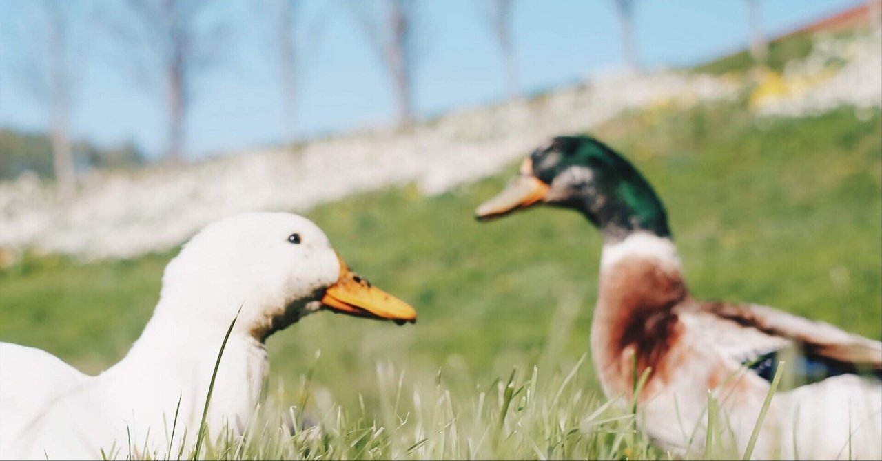 河相我聞 の新着タグ記事一覧 Note つくる つながる とどける