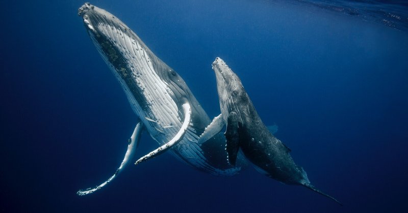 ザトウクジラ の新着タグ記事一覧 Note つくる つながる とどける