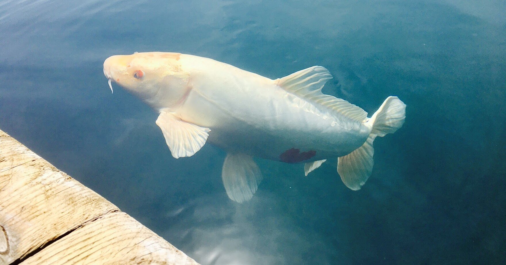 幸せを招く鯉 髙橋 淳 Jun Takahashi Note 幸せを招く鯉 髙橋 淳 Jun Takahashi Note