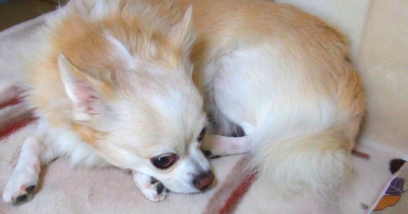 犬の慢性腎臓病 の新着タグ記事一覧 Note つくる つながる とどける