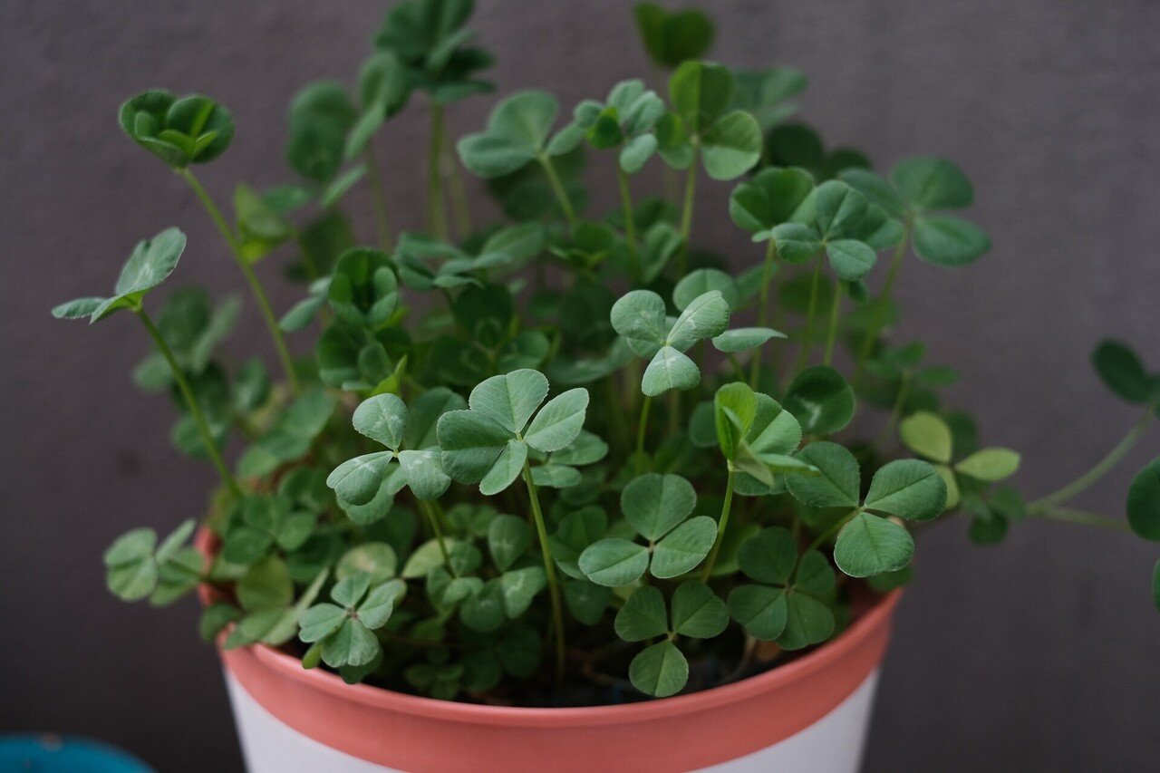 おはよう こんな感じで もりもりに育ってきたクローバー 四つ葉も五つ葉もたくさんでています 日陰に置いてから葉のグリーンも良き色になってきました 今日も元気に楽しく ハタモト Note
