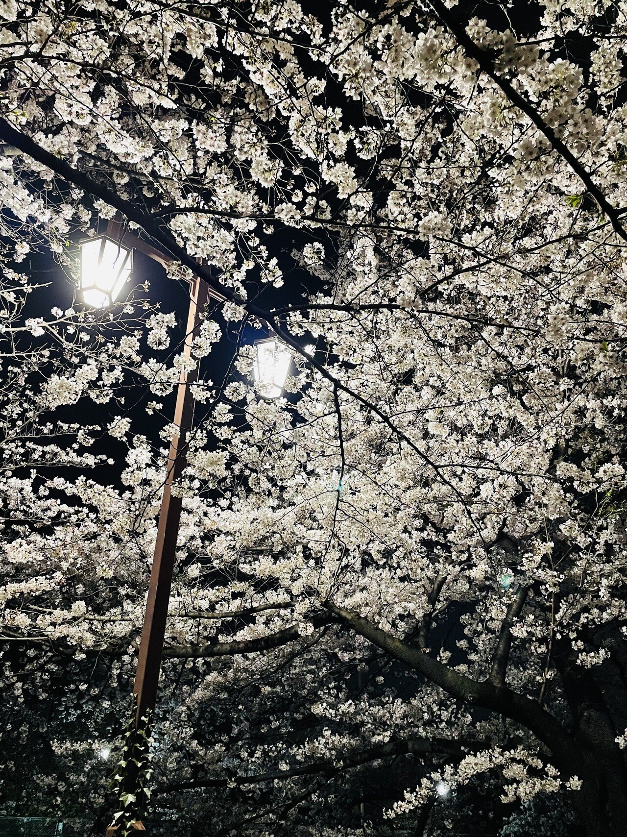 大好きなスヌーピーの名言をまとめてみました Use オープン社内報 編集部 Note 大好きなスヌーピーの名言をまとめてみました Use オープン社内報 編集部 Note