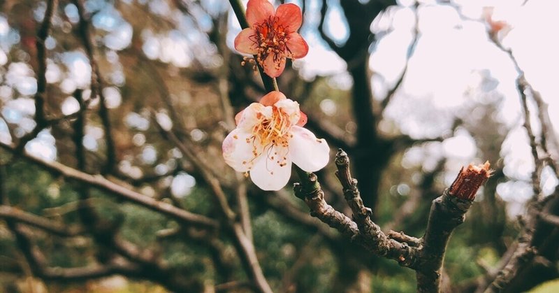 卯月 春の初めに Note わたしと演劇とその周辺 Note