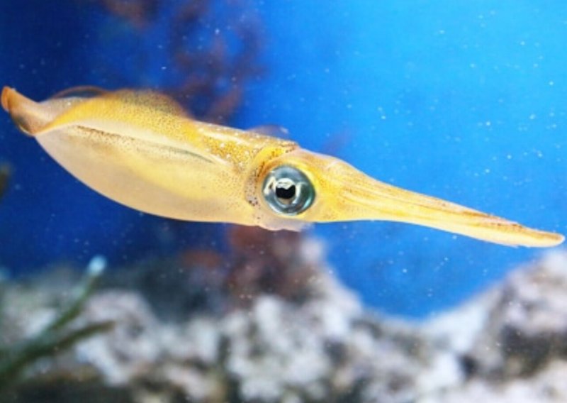 舵星メガネで眺める世界in水族館 舵星 Note