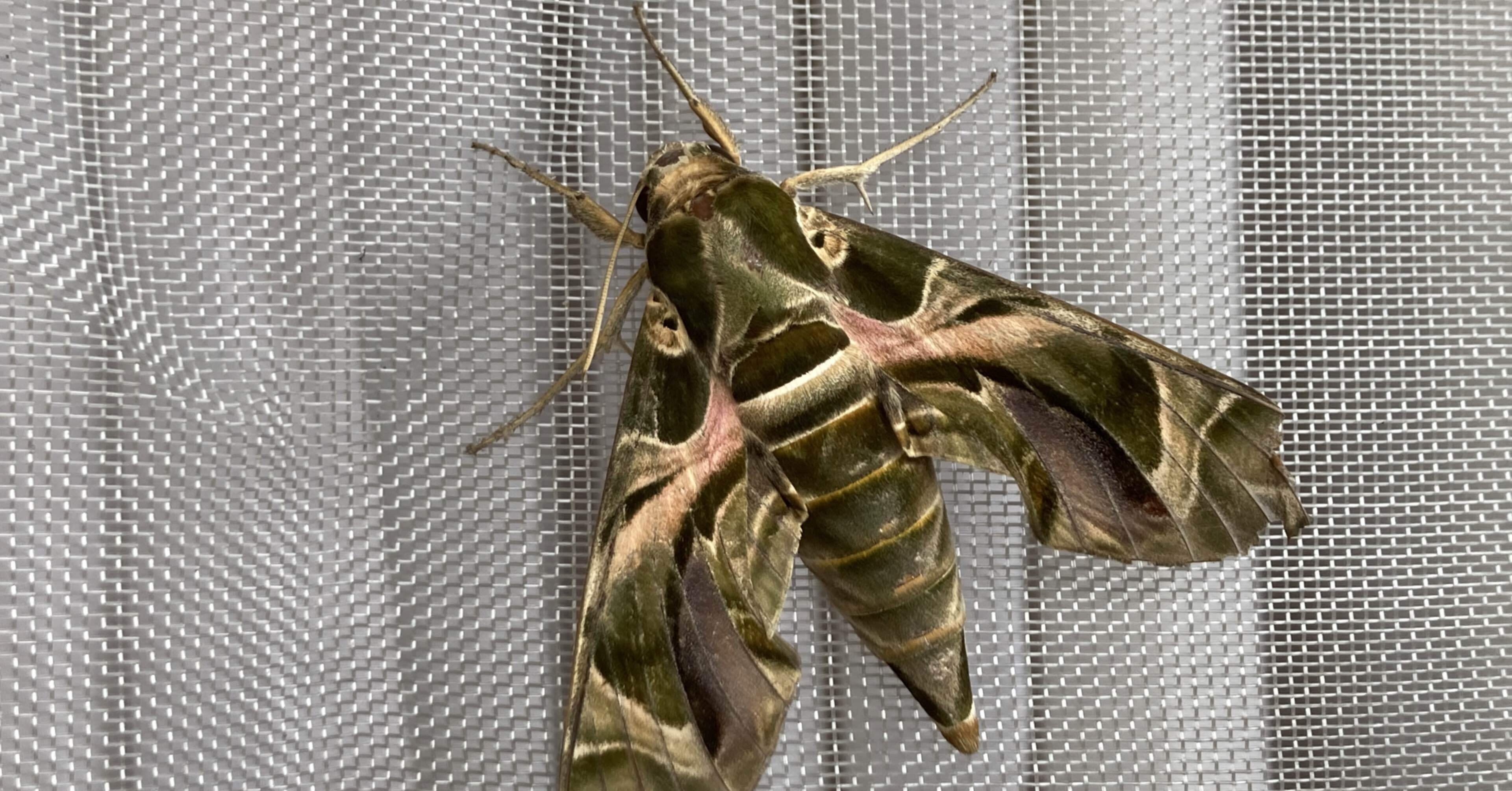 キョウチクトウスズメを発見｜HARU