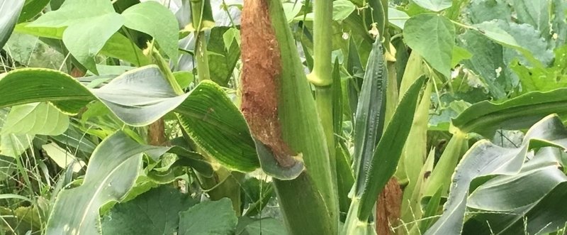 2017年 8月26日土曜日
自然農野菜づくりとかまどの会