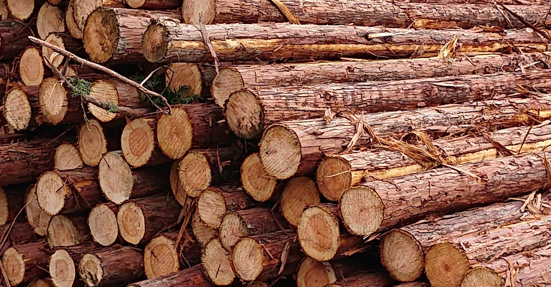 木の話 丸太の値段の計算方法 米地 徳行 Note