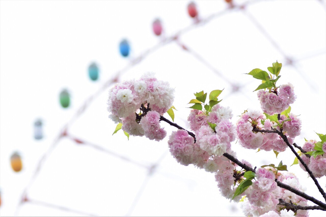お台場で見かけた桜その２ ウサギのしっぽのようにモコモコで枝にビッチリ固まっている印象の八重桜 プレートには サトザクラの園芸品種 蘭蘭 とあった らんらんて 可愛い名前 比較的新し種類なのかな 丁度 スナフ Note