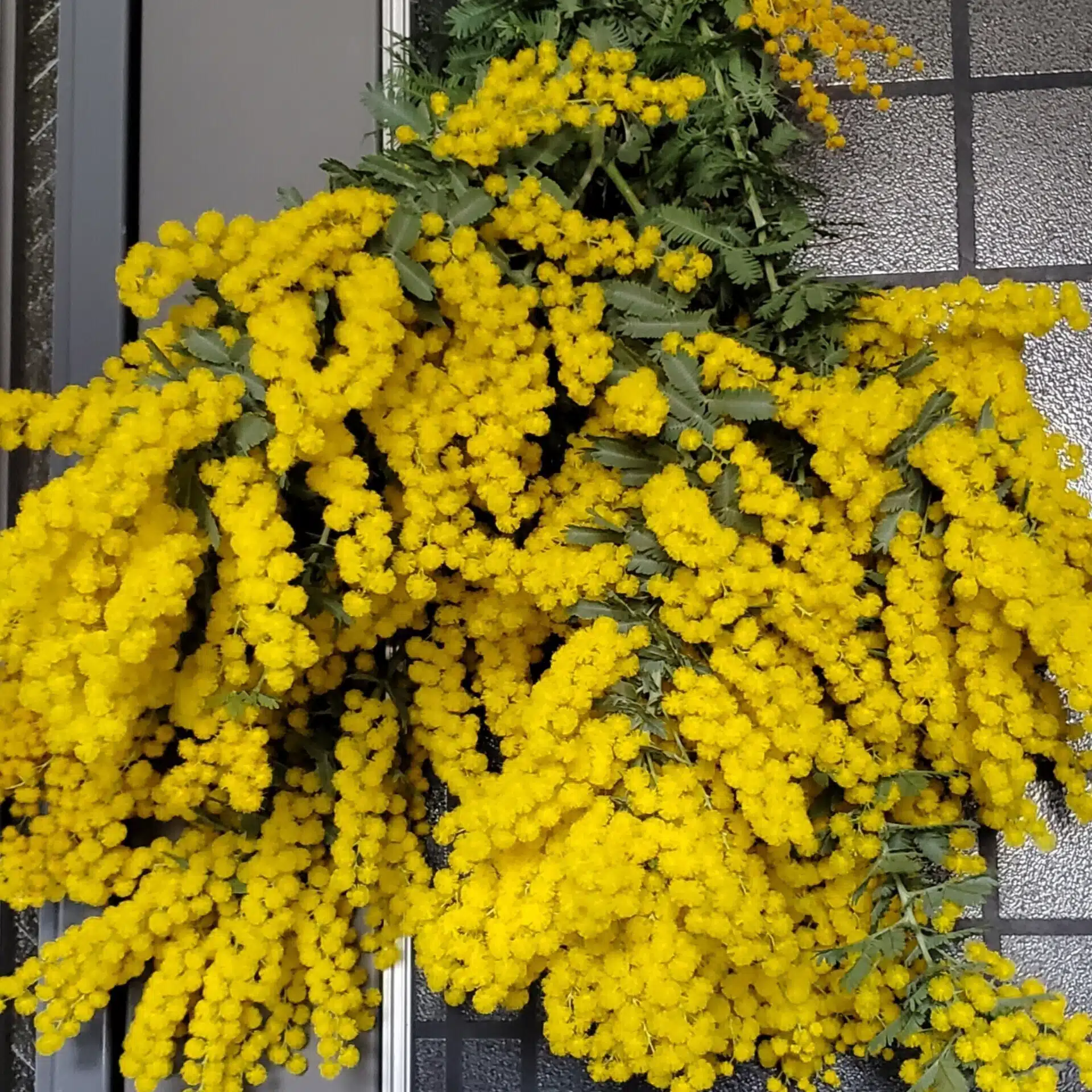 みやみき