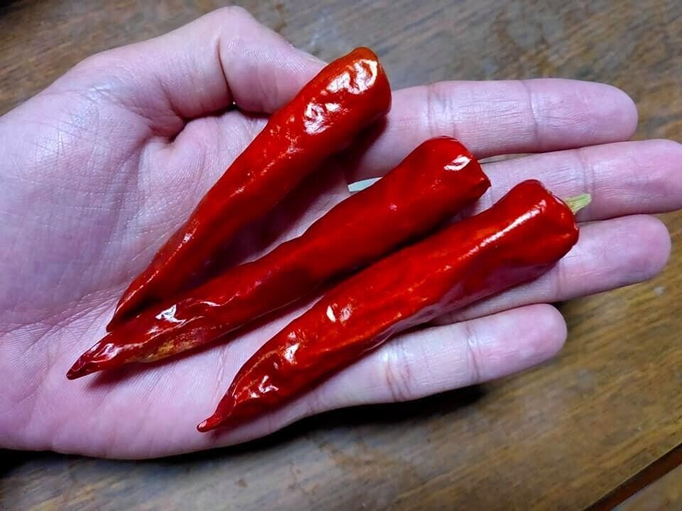 離島の唐辛子 香川本鷹の種まき からちゃん 島旅農園 ほとり Note