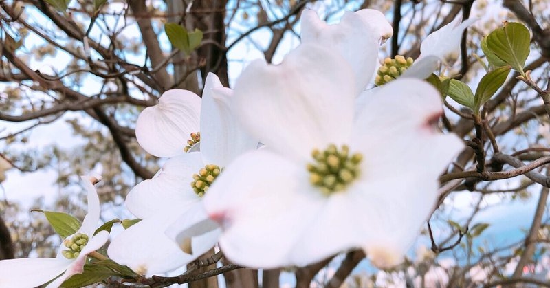 元彼と花束みたいな恋をしたを見に行きました あやべ Note