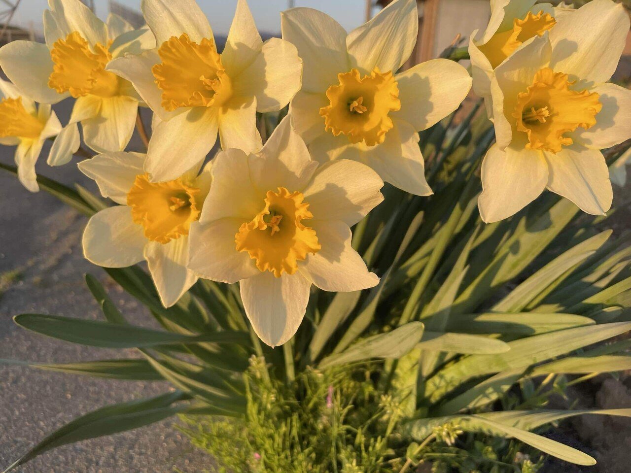 福井県の花 水仙 日本海のきびしい風雪に耐えぬいて寒中に咲くこの花の忍耐強さは 県民性に通ずるといわれているそうです 可愛いね 沢山咲いてます 福井 県の花 水仙 花 癒し Keri Note