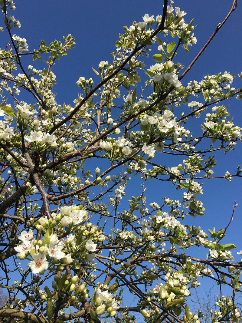 梨の花開花と春の遅霜 Chikako Note