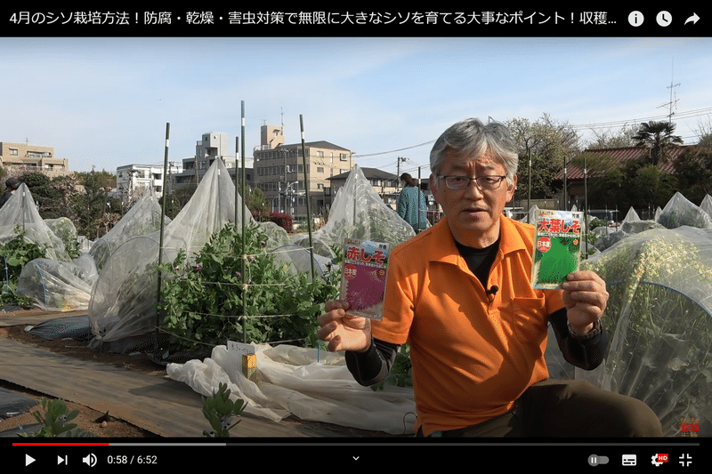 無限シソ 防腐 乾燥 害虫対策で無限に大きなシソを育てる 井上寅雄農園 井上隆太朗 Note 無限シソ 防腐 乾燥 害虫対策で無限に大きなシソを育てる 井上寅雄農園 井上隆太朗 Note