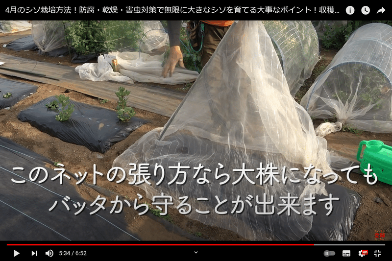 無限シソ 防腐 乾燥 害虫対策で無限に大きなシソを育てる 井上寅雄農園 井上隆太朗 Note 無限シソ 防腐 乾燥 害虫対策で無限に大きなシソを育てる 井上寅雄農園 井上隆太朗 Note