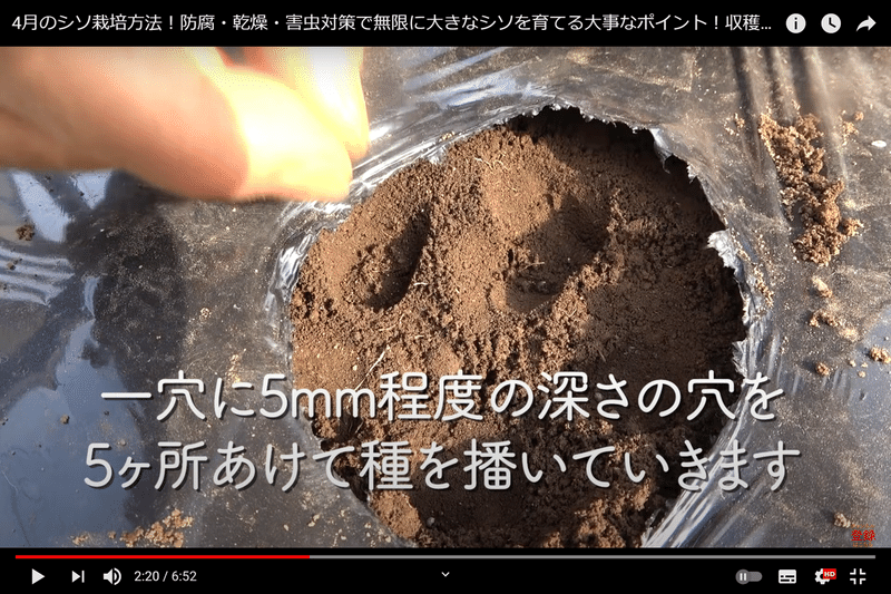 無限シソ 防腐 乾燥 害虫対策で無限に大きなシソを育てる 井上寅雄農園 井上隆太朗 Note 無限シソ 防腐 乾燥 害虫対策で無限に大きなシソを育てる 井上寅雄農園 井上隆太朗 Note