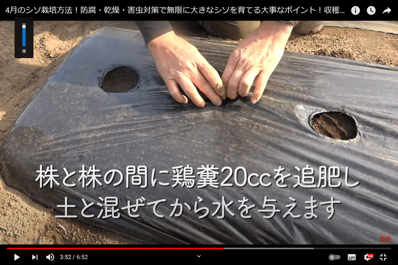 無限シソ 防腐 乾燥 害虫対策で無限に大きなシソを育てる 井上寅雄農園 井上隆太朗 Note 無限シソ 防腐 乾燥 害虫対策で無限に大きなシソを育てる 井上寅雄農園 井上隆太朗 Note