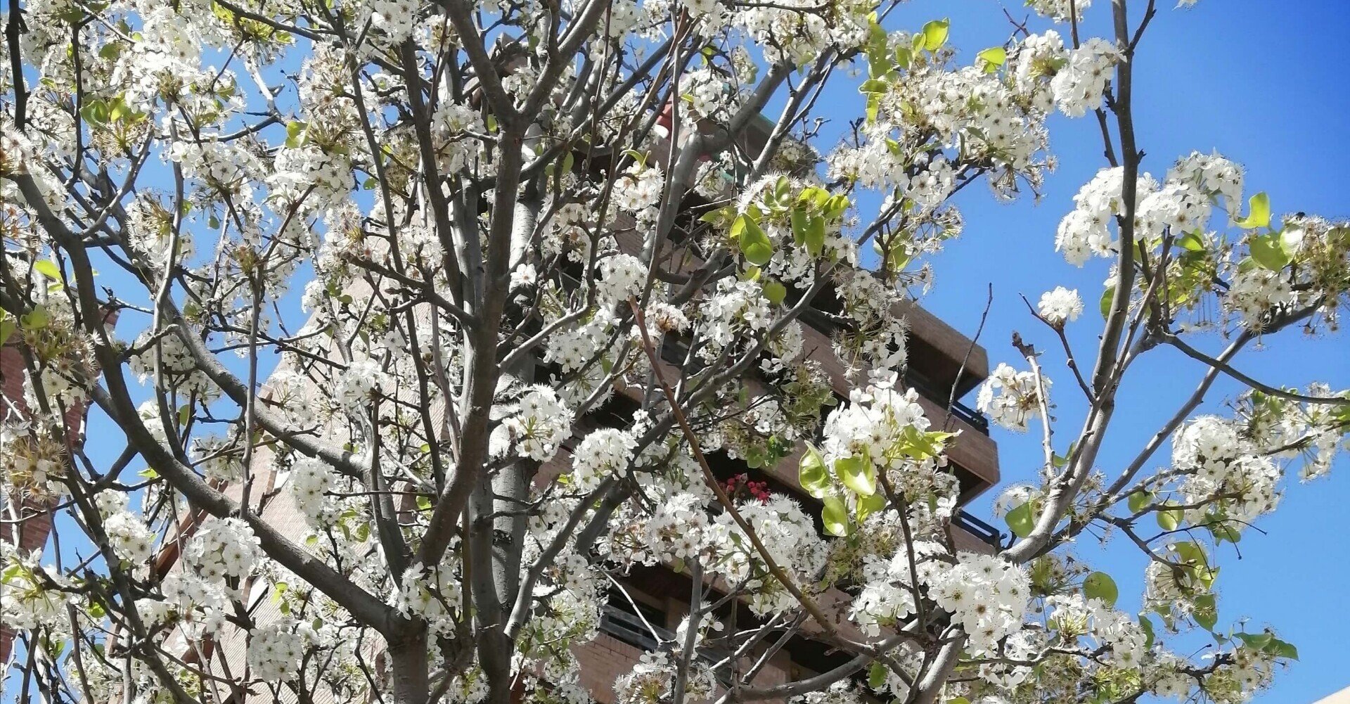 Googleレンズはどのくらい役立つの 海外在住者が現地の花の名前を調べてみた Sacha スペイン語 英語 日本語 Note Googleレンズはどのくらい役立つの 海外在住者が現地の花の名前を調べてみた Sacha スペイン語 英語 日本語 Note