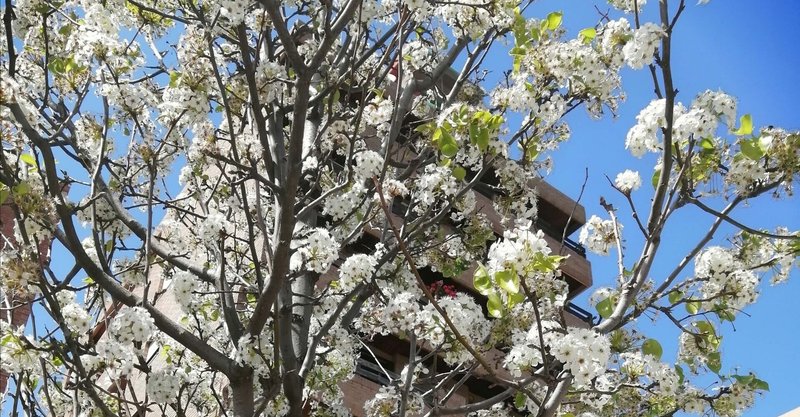 Googleレンズはどのくらい役立つの 海外在住者が現地の花の名前を調べてみた Sacha スペイン語 英語 日本語 Note
