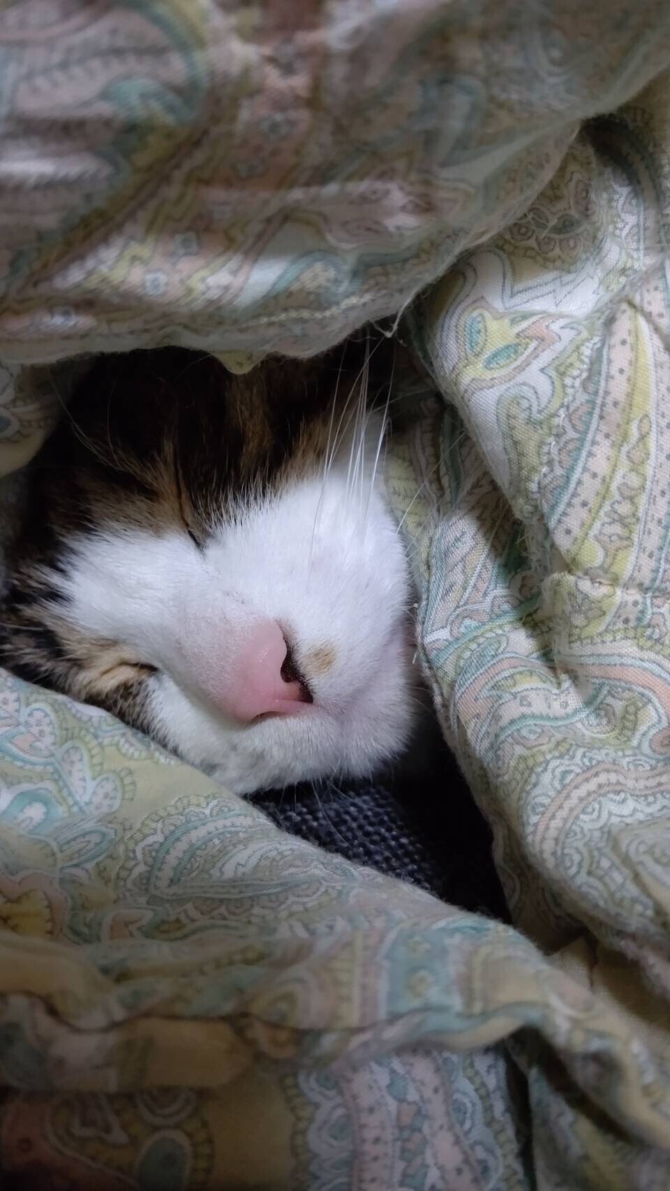 気温がヒンヤリなので我が家の招き猫も暖かくして寝ております 前にも書きましたが 人間の手を借りずにうまいこと布団にくるまるのが不思議 小鉄 Note