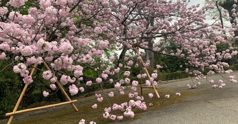 277. 桜のような人生は幸せなのだろうか。