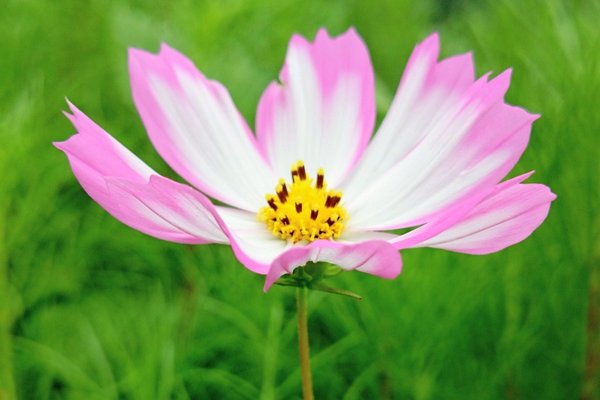 コスモスの花言葉は乙女の真心 の新着タグ記事一覧 Note つくる つながる とどける コスモスの花言葉は乙女の真心 の新着タグ記事一覧 Note つくる つながる とどける