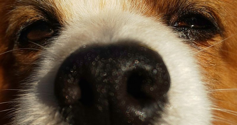 犬の仮病 Masao Note