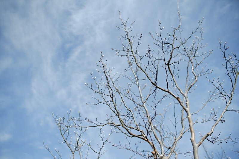 うつくしいものを見たいわがままに ササハラアキラ Note