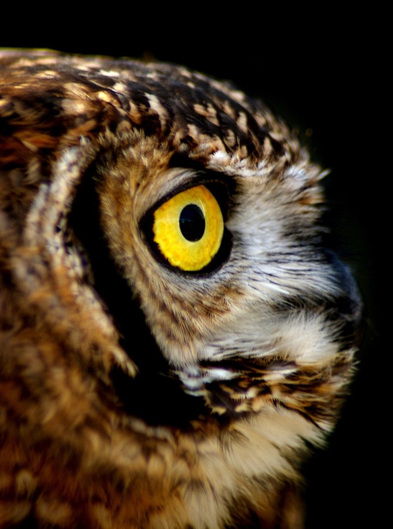 鳥のフリー写真30枚以上 加工用素材 キータン Note 鳥のフリー写真30枚以上 加工用素材 キータン Note