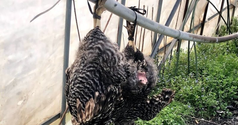 ニワトリの屠殺体験 私たちは命をいただいて生きている こういち Note ニワトリの屠殺体験 私たちは命をいただいて生きている こういち Note