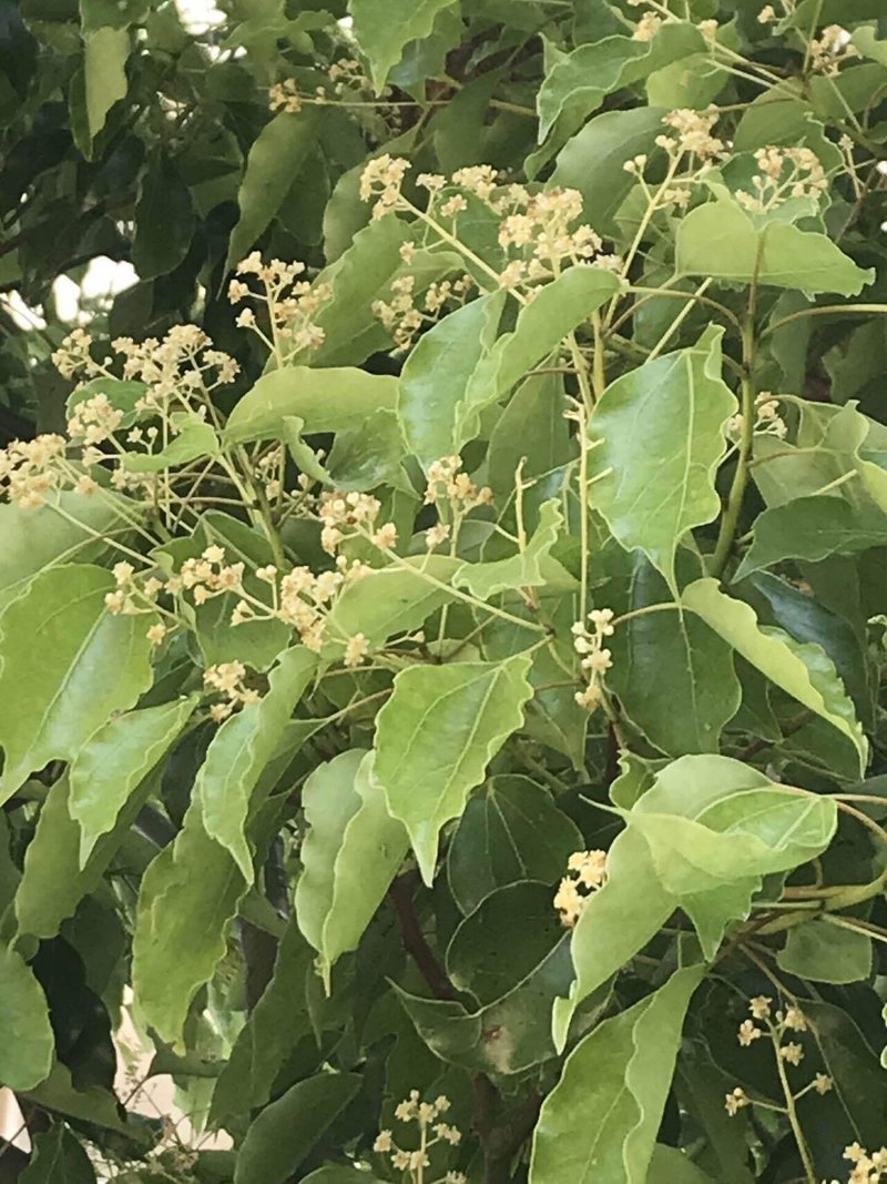 樹木図鑑vol 10 クスノキ どんなものでも 個性は多面体 Harunire0321 Note