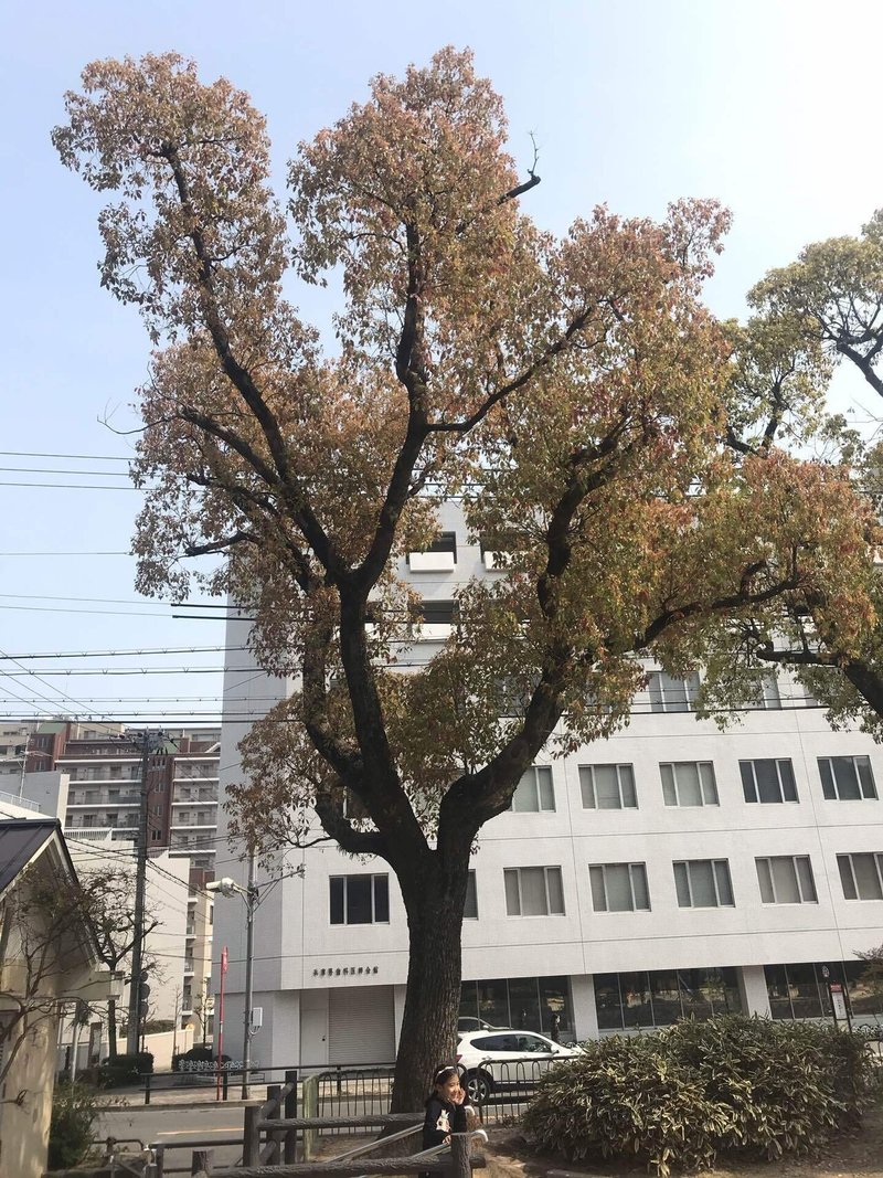 樹木図鑑vol 10 クスノキ どんなものでも 個性は多面体 Harunire0321 Note