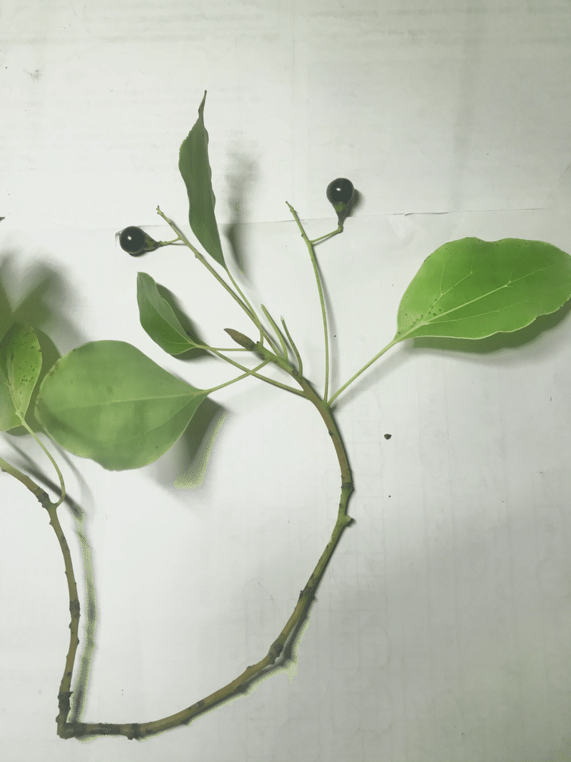 樹木図鑑vol 10 クスノキ どんなものでも 個性は多面体 Harunire0321 Note