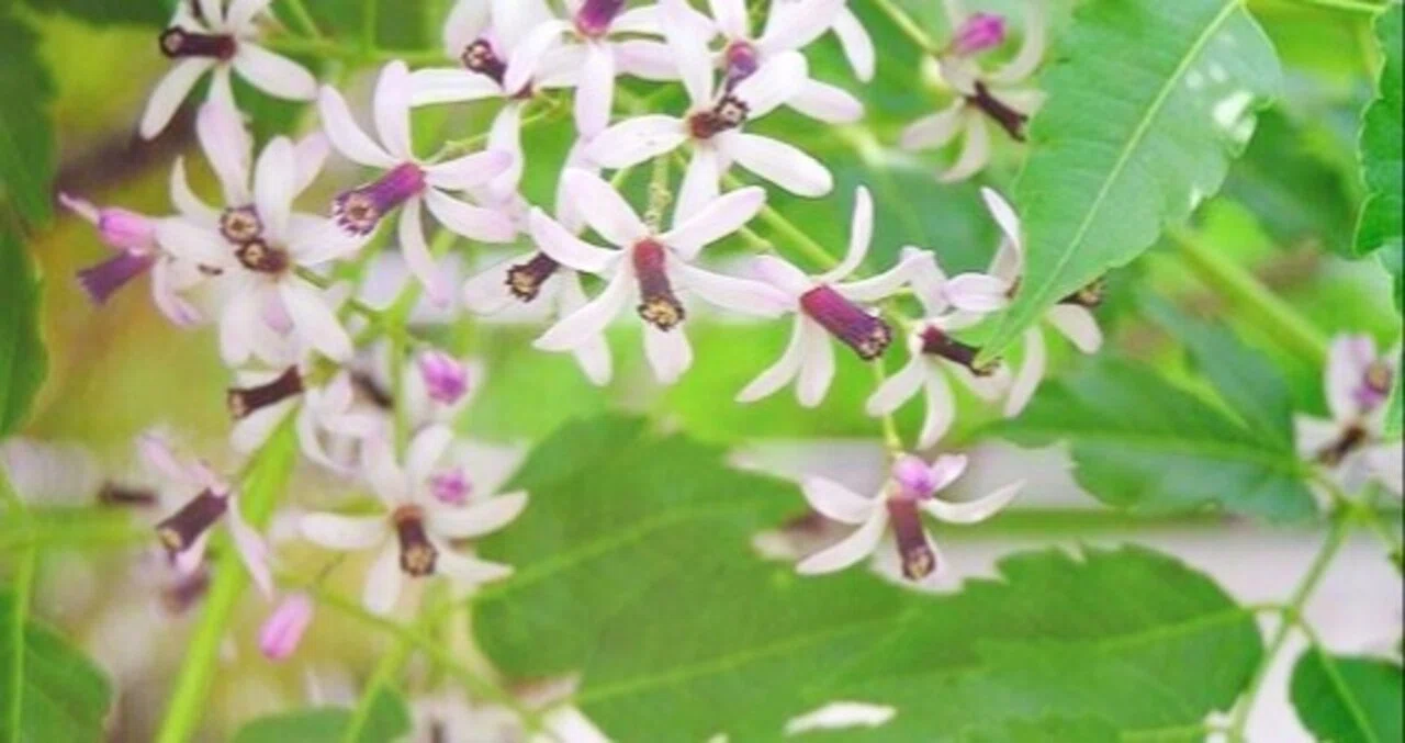 【小説】樗の花の咲く頃は｜芥